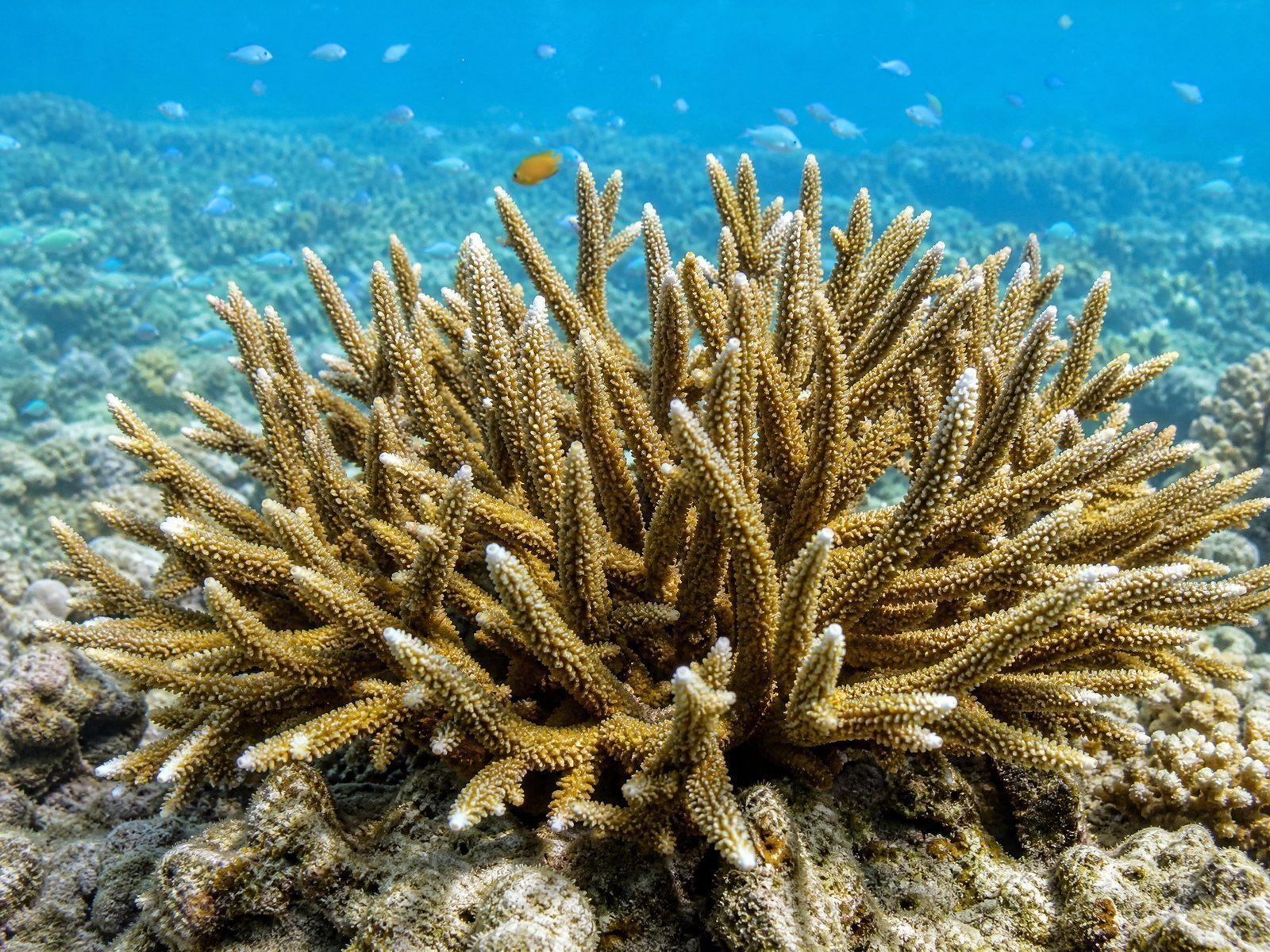 Coral Branch Specimen