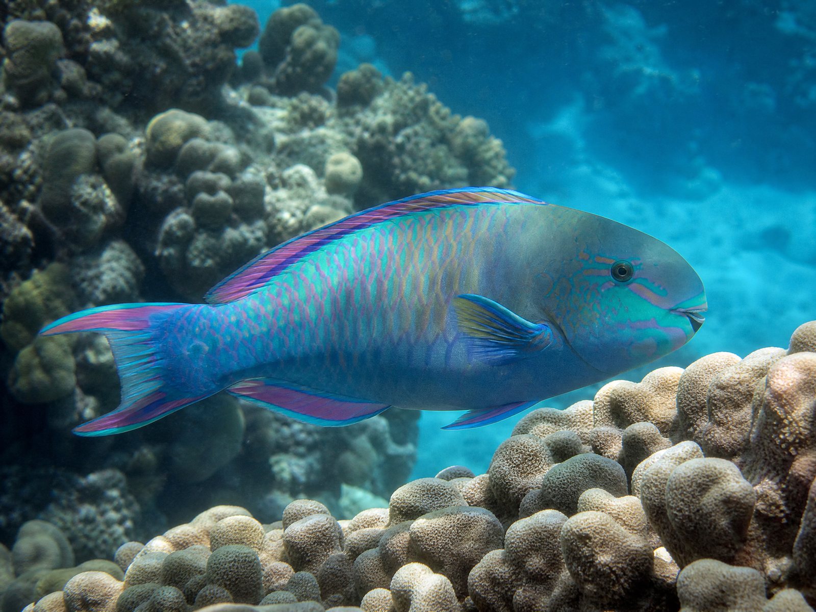 Parrotfish Specimen
